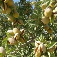 نهال بادام تونو آذر و....ویژه|خدمات باغبانی و درختکاری|نورآباد ممسنی, |دیوار