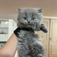 مجموعه گربه های اصیل و خاص ( پرشین بریتیش اسکاتیش)|گربه|رشت, گلسار|دیوار