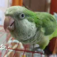 راهب