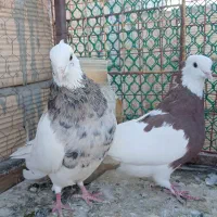 تخم کبوتر|پرنده|سبزوار, قصبه شرقی|دیوار