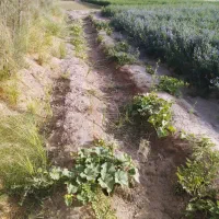 فروش زمین کشاورزی با۶ساعت آب واقع درگوهرکوه