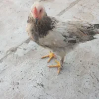 خروس برهما