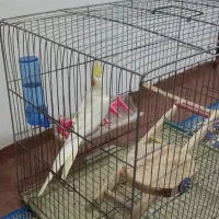 طوطی عروس لوتینو|پرنده|رشت, یخسازی|دیوار