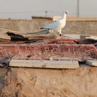 دورگ|پرنده|اهواز, زرگان|دیوار