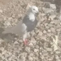 300|پرنده|خفر, |دیوار