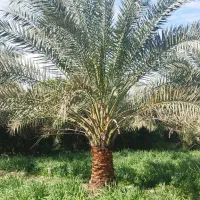 برداشتن پاجوش نخل در ازای تمیز کردن نخل|خدمات باغبانی و درختکاری|بوشهر, |دیوار