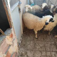 9عددبره ماده سالم سرحال جفتی 21|حیوانات مزرعه|مریوان, |دیوار