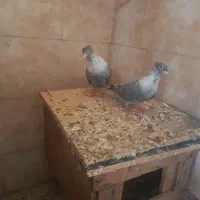 کبوتر تق سفید|پرنده|شوشتر, |دیوار