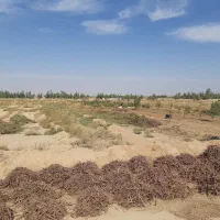 روناس فروشی|عمده‌فروشی|اردکان, |دیوار