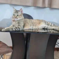ماده چهارساله عقیم شده، نر 6ماهه