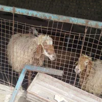میش با بره جوون