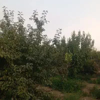 باغ-ده-ساله-پیشم-کوچه-خانم-عطایی-املاک-آرتا