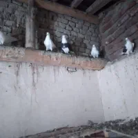 ۶تا کبوتر نرو ماده دهنخورده