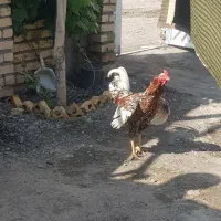 خروس لاری درشت وزیبا