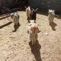 بزغاله‌‌نرتخمی درجه‌1|حیوانات مزرعه|رودشت (چهارمحال و بختیاری), |دیوار