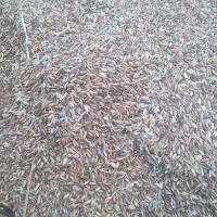 دریسیه دارخوین