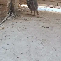 بلدرچین کوهی