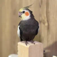 گمشده در محدوده منصورآباد