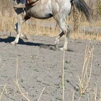 اسب نر یورغه