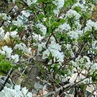 برنج پاکستانی یزدان دانه بلند