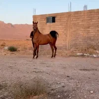 کره مادیان 2/5از سالار فرخشهر