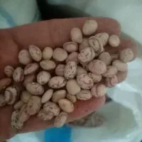 فروش لوبیا چیتی