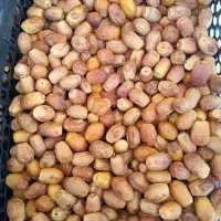 عنواع پاجوش خرما زاهدی و غیره