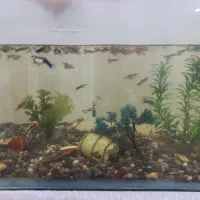 اکواریوم با ماهی|ماهی|جویبار, |دیوار