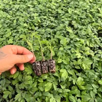 نشا|عمدهفروشی|سراوان, |دیوار