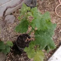 نهالچه انگور بیدانه