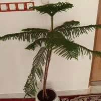 کاج مطلق بلند|گل و گیاه طبیعی|کرمانشاه, |دیوار