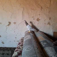 کبوتر هفرنگ