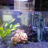  اکواریوم وماهی گوپی زبرا|ماهی|خرمآباد, |دیوار