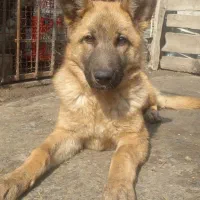 ماده سگ گرگی