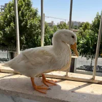 اردک|حیوانات مزرعه|شهریار, شهرک شاهد|دیوار
