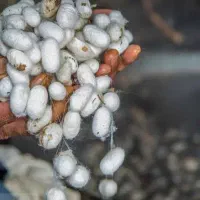 پرورش کرم  ابریشم