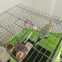 عروس هلندی