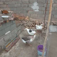 فروش غاز محلی|حیوانات مزرعه|سیمینه, |دیوار