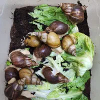 فروش فوری حلزون سوپر مولد و مولد|خزنده|قم, بنیاد|دیوار