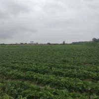 یک و نیم هکتار زمین در امامیه فروش|فروش دفتر صنعتی، کشاورزی، تجاری|خان ببین, |دیوار