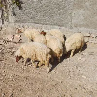 بره