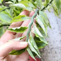 گل و گیاه