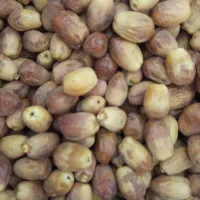 قصب زاهدی از باغات شهرستان فراشبند فارس|خوردنی و آشامیدنی|فراشبند, |دیوار