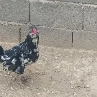 فروش مرغ وخروس