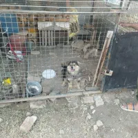 سگ پاکوتاه خونگی شناسنامه دار