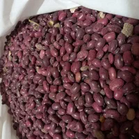 لوبیا قرمز محصول امسال