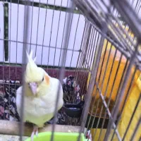 عروس هلندی لیتونیو سالم و سرحال|پرنده|بندر ماهشهر, |دیوار