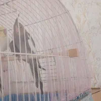 فروش جوجه عروس هلندی دو ماهه|پرنده|سراب, |دیوار