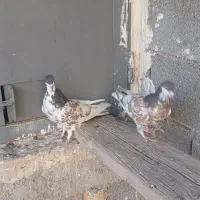 یال قهوه ای گلزرد|پرنده|کوه چنار, |دیوار