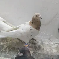 کبوترکله اوما هفت‌رنگ نر